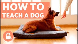 How to Teach a Dog to Go to Bed [upl. by Michaud]