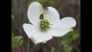 Plant portrait  Flowering dogwood Cornus florida [upl. by Sedlik]