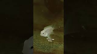 reels fish parrotfish trending pets aquaries breeding [upl. by Fionnula123]