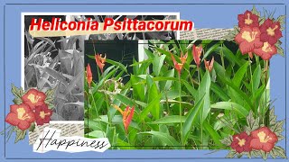 Mengenal Tanaman Heliconia Psittacorum [upl. by Cyril]