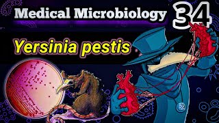 Yersinia pestis 🐀 شرح بالعربي البكتيريا المسببه للطاعون [upl. by Tenenbaum]