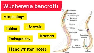 wuchereria bancrofti Zoology BSC 3rd year handwritennotes hpu viralvideo likeandsubscribe [upl. by Iliam]