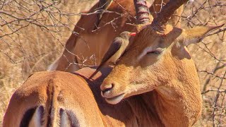 Symbiotic Relationship Oxpecker Cleaning Impala at Kruger National Park [upl. by Livi292]