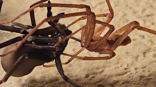 Southern house spider matingKukulcania hibernalis [upl. by Jobi682]