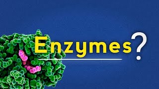 WHAT ARE ENZYMES THEIR CLASSIFICATION AND IMPORTANCE [upl. by Carree]