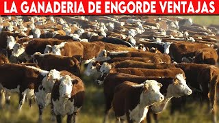 🔴 Ventajas y Desventajas de la Ganadería de Engorde ✅ Bovinos Carnicos [upl. by Irrak810]