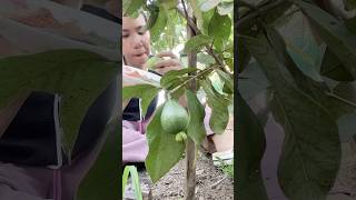 Hurry up the owner of the vineyard is near shortvideo food viralvideo funny video shorts [upl. by Initsed89]