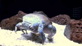 Xanthid crabPoisonous crabスベスベマンジュウガニ（毒蟹）。 [upl. by Lupee]