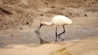 Royal Spoonbill or Blackbilled Spoonbill Platalea regia  Königslöffler Slow Motion [upl. by Arotak]