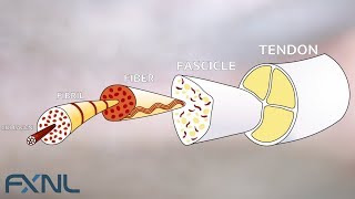 Tendinitis Tendinosis Tendinopathy Exercise is the best medicine for tendon pain [upl. by Einaj]