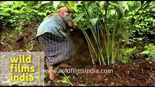 Cardamom cultivation  Kerala [upl. by Ailam763]