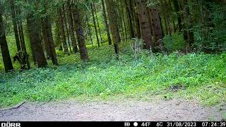 DÖRR SnapShot Mini 50 Pro  Deer  Rotwild  Full HD  1080P  60° [upl. by Nahraf]