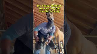 music song horse equestrian work motivation motivational farrier horsecare satisfying [upl. by Ayotaj469]