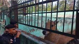 Nilgai Vs Boy love 💕 💕 How powerful is nilgai [upl. by Tegdirb310]