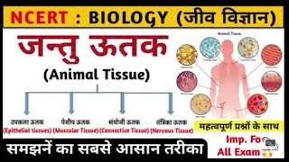 जंतु ऊतक। Animal tissue in hindi । jantu utak । Biology ।competition only । महत्वपूर्ण ऊतक [upl. by Anirdnaxela865]