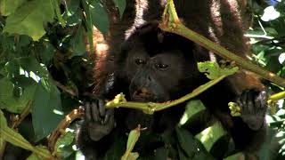 AGUAS TROPICALES  Documental Naturaleza HD 1080p  Grandes Documentales [upl. by Izawa]