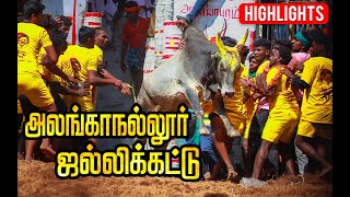 சீறி பயந்த காளைகளை அடக்கிய காளையர்கள் களைகட்டிய ஜல்லிகட்டு திருவிழா Highlights  Jallikattu 2023 [upl. by Htebazileyram]