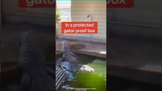 Smart crocodile Draining the water pool shortsvideo [upl. by Lanor]