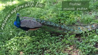 Peacock peahen peafowl [upl. by Atonsah]