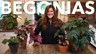 Indoor Begonia Care Guide 🌿 Garden Answer [upl. by Aneerehs]