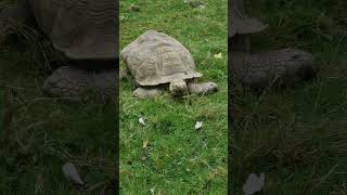 Tortoise beale park wildanimals [upl. by Gerianna601]