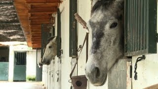 Ab zum Schlachthof Spaniern sind Pferde zu teuer [upl. by Nesyt]