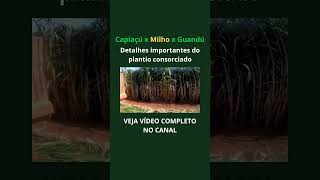 Plantioforragemgadoleiteiromanejofazenda agro girleiteiro guzerá girolando pecuariadeleite [upl. by Sikras]