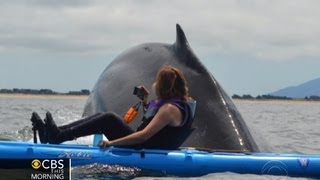 Close encounter Kayakers get rare look at humpbacks [upl. by Clauddetta911]