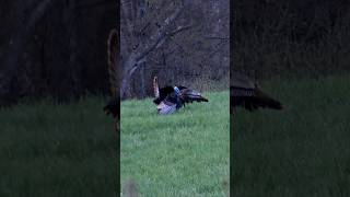 Michigan Turkey Hunting WITH A BOW turkeyhunting turkey hunting bowhunting [upl. by Brennen]