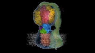 Molecular animation of ATP synthase [upl. by Zarah64]