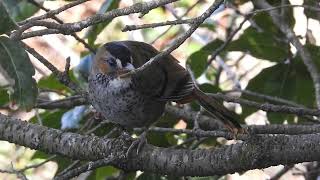 Rufous chinned Laughingthrush singing and then chilling [upl. by Clemente]