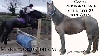 Black Abbey a gorgeous mare for sale at Cavan Horse Sales Lot 22 ponyforsale pony equestrian [upl. by Hebner281]