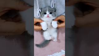 Cat videos cute kittens 😻💕 [upl. by Ettennan]