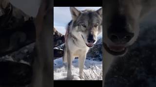 Before amp After Animals Growing Up Amazing Animal Transformation 💥 short tiktok animals [upl. by Leonanie]