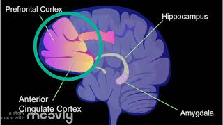 Inhibitory Control and The Stroop Task [upl. by Latsryc]