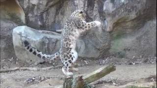 Snow leopards jumping and being awesome [upl. by Nekcarb]