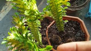 Euphorbia trigona plant [upl. by Akinar]