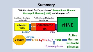 Recombinant Human Neutrophil Elastase Expression in Pichia pastoris [upl. by Adnical]