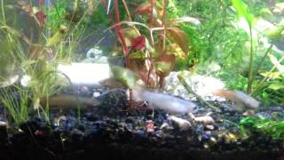 Fundulus Cingulatus killifish PVAS 2015 auction [upl. by Ynnej]