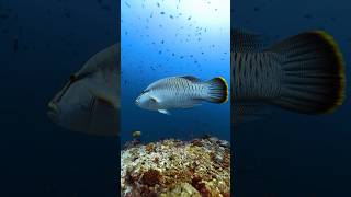 Napoleon Fish The Giant of Coral Reefs shorts facts animals ocean nature naturelovers sea [upl. by Erna]