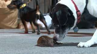 A night with New York Citys rat hunters  AFP [upl. by Nidorf171]