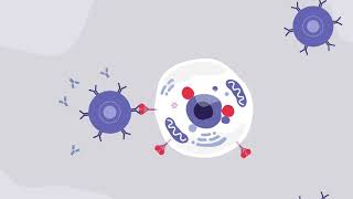 AdenovirusBased Vaccine for COVID19 [upl. by Gamages250]