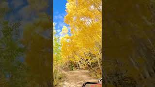 Cruising through The Colorado Aspens [upl. by Ahseer]