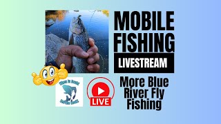 More Blue River Fly Fishing mobile fishing livestream [upl. by Kulda]