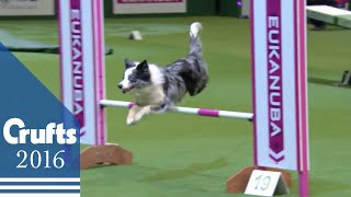 Agility  Championship Final  Crufts 2016 [upl. by Mellar]