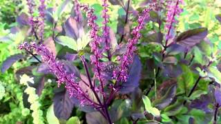 Holy Basil Tulsi Varieties Krishna Kapoor Vana Americanum Lemon [upl. by Bounds]