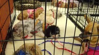 FOCHP Pet Adoption Event at Petco in Lake Forest [upl. by Oralla]