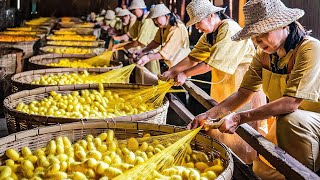 How SILK Is Made From MILLIONS of SILKWORMS Amazing Cocoon Harvesting Process [upl. by Frances222]