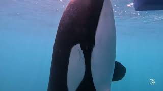 Orcas on rudder [upl. by Wade]