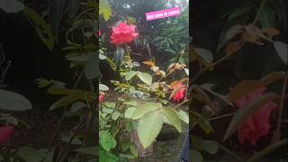 Meri ammi ka flower🌺🌻🌹🌷 garden shorts youtubeshorts [upl. by Rimidalb]